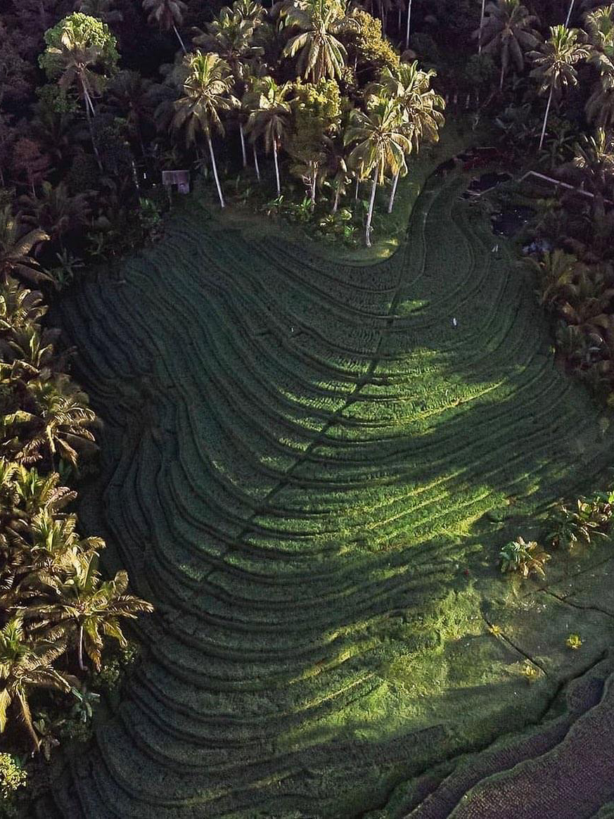 Aerial view of terraced rice fields surrounded by palm trees